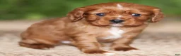 Cavalier King Charles Spaniel dogs for sale: Riley - Ad 10