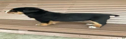 Greater Swiss Mountain Dog dogs for sale:  Bart - Ad 5