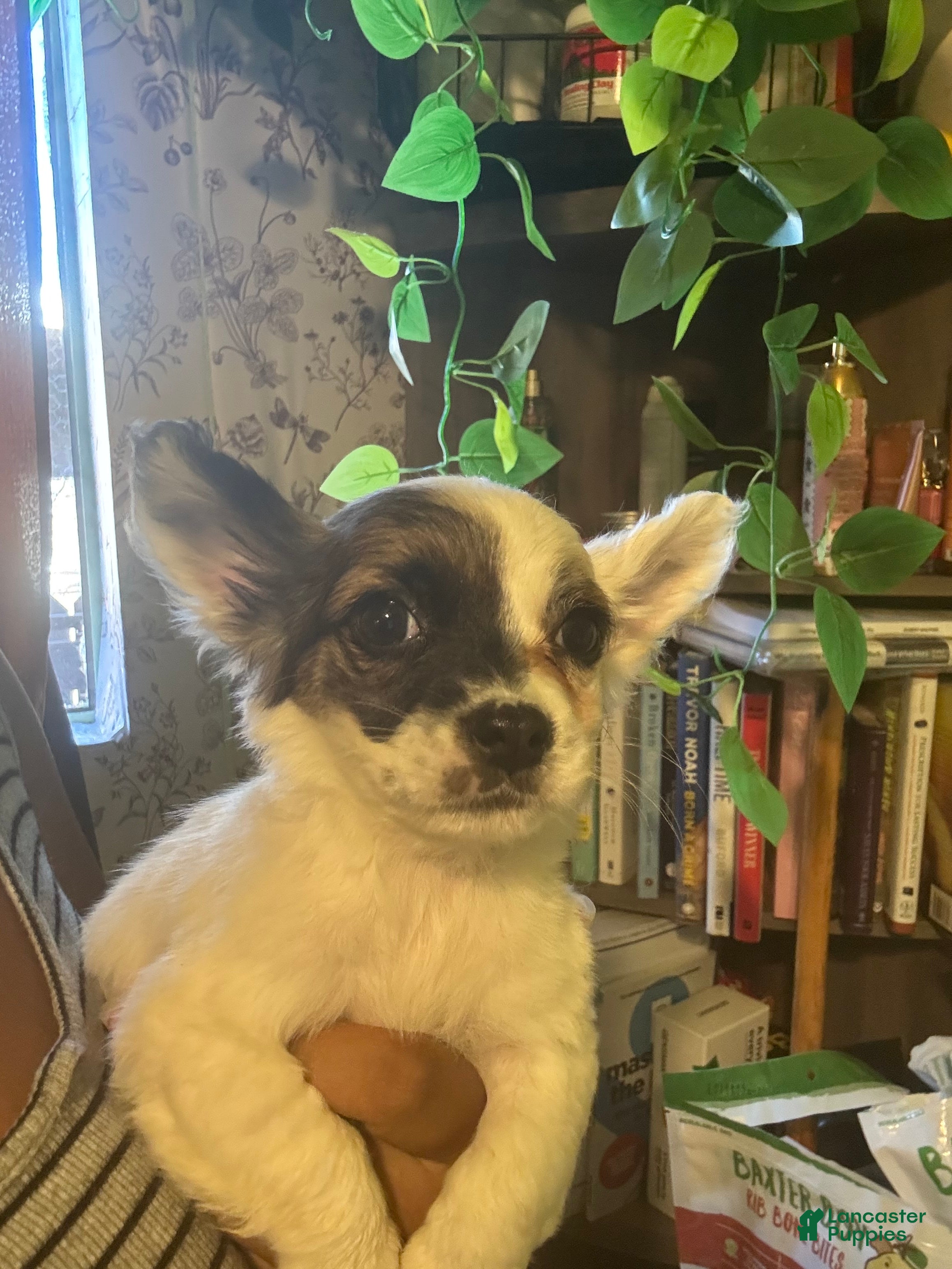 Jack Chi dogs Marely - Ad 2