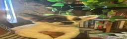 Jack Chi dogs for sale: Marely - Ad 2