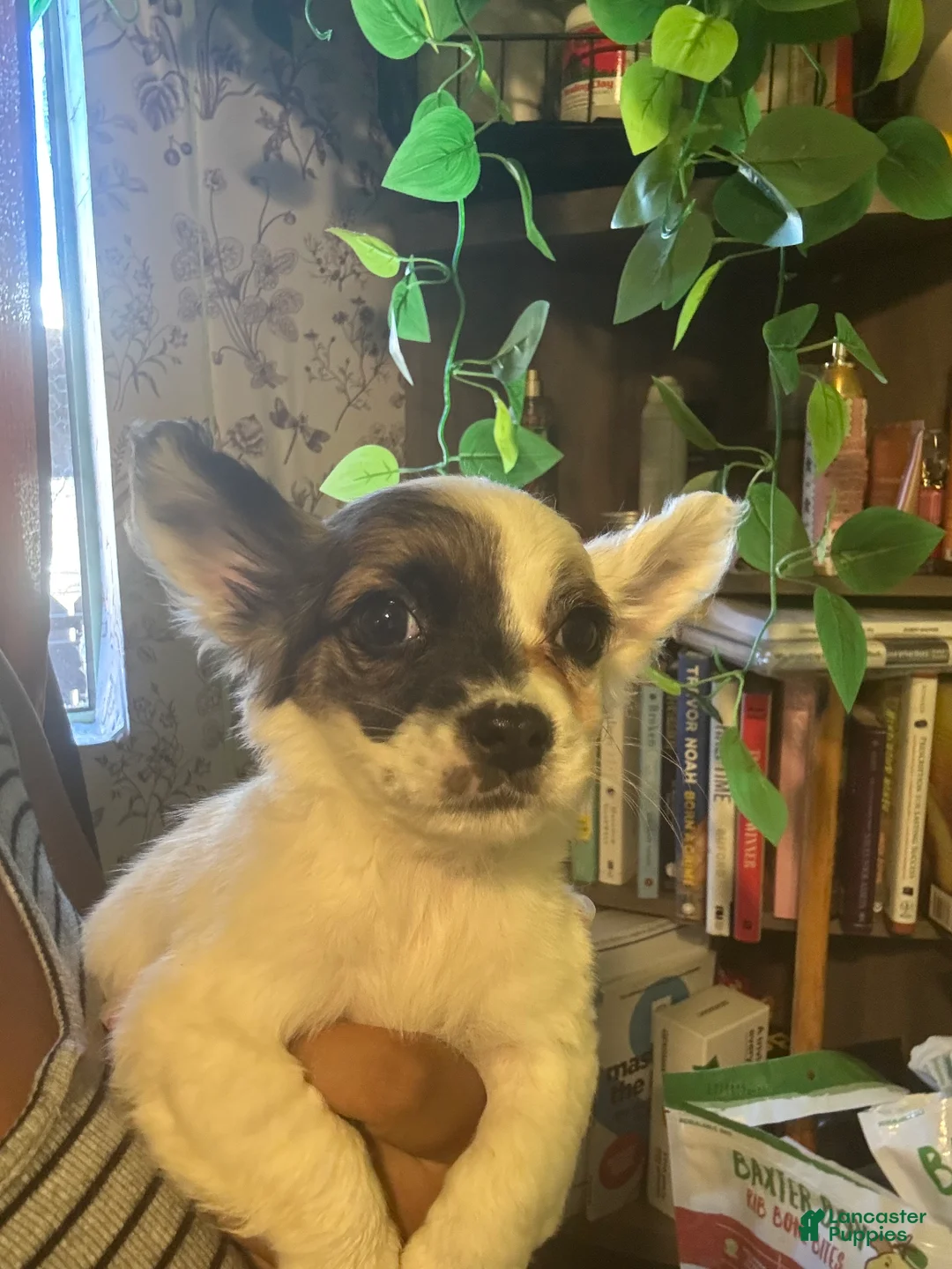 Jack Chi dogs for sale: Marely - Ad 2