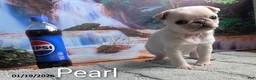 Pug dogs for sale: Priceless Pearl - Ad 6