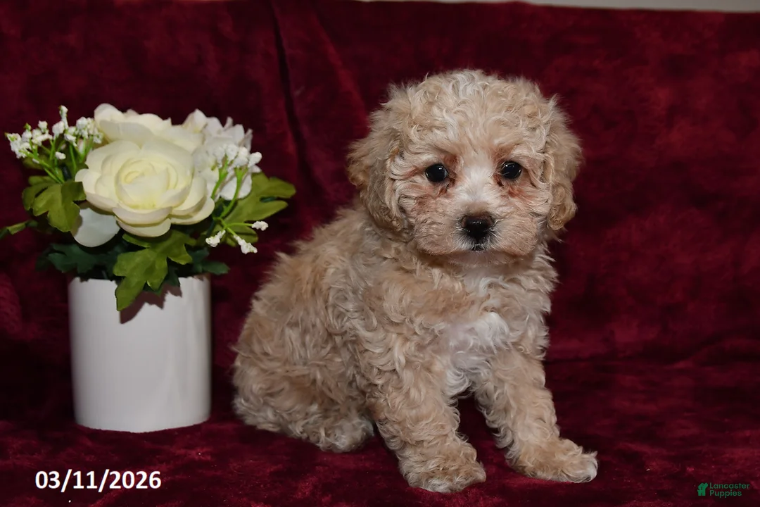 Maltipoo dogs for sale: Olivia - Ad 1