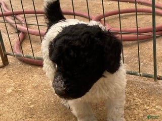 Goldendoodle dogs - Ad 11