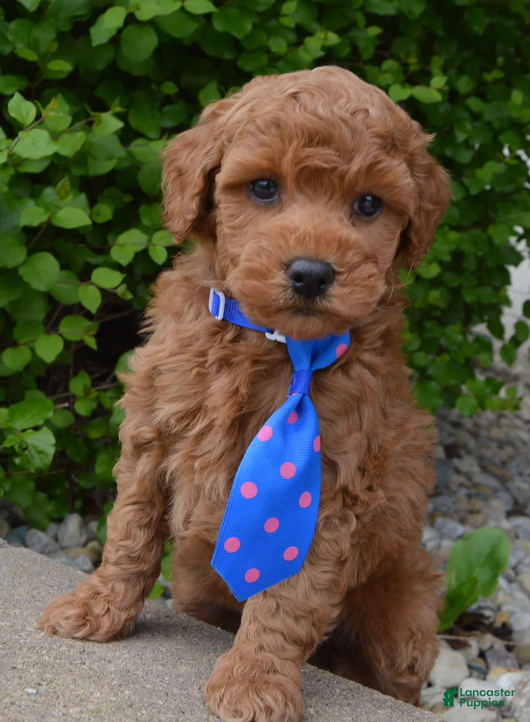 Mini Goldendoodle dogs for sale: Mini George - Ad 2
