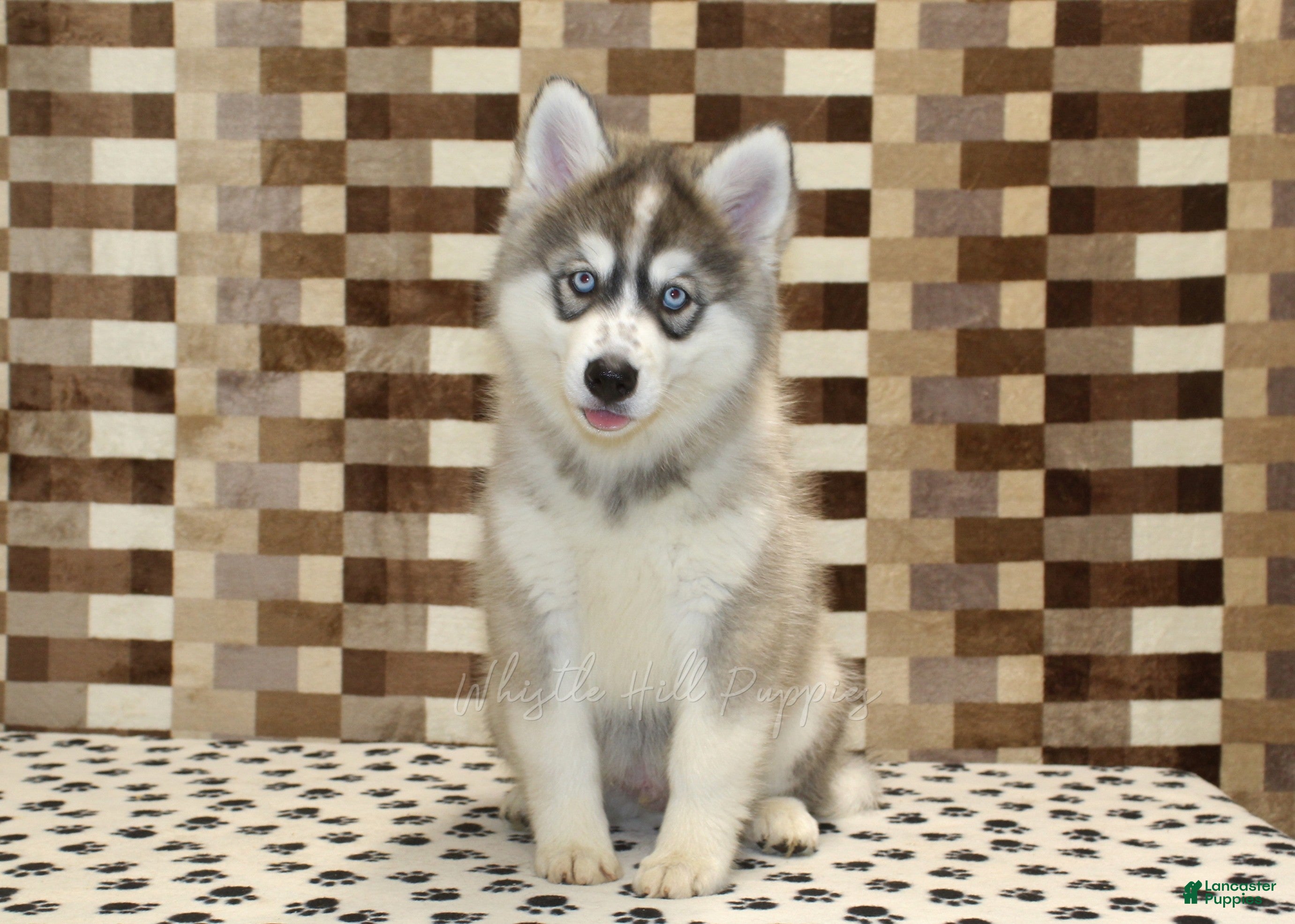 Pomsky dogs Wrigley - Ad 1