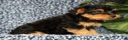 Yorkiepoo dogs for sale: Ricky - Ad 4