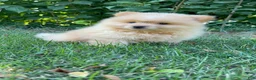 Mixed Breed dogs for sale: Charlie - Ad 5