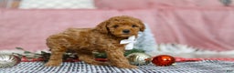 Miniature Poodle dogs for sale: Jax - Ad 4