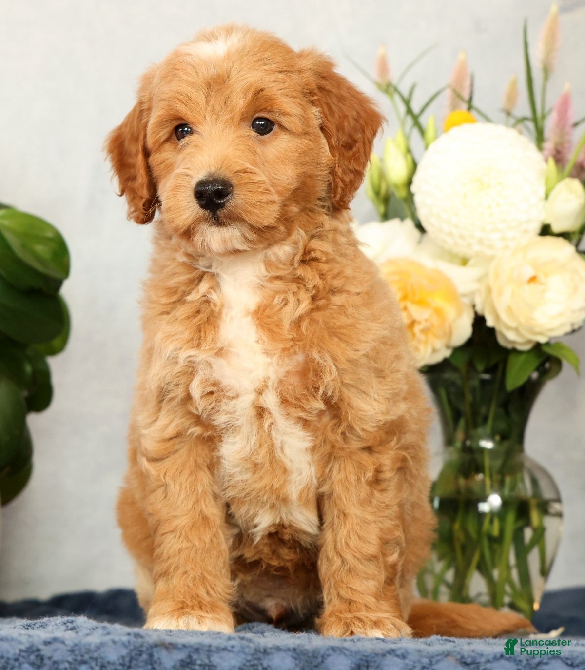 Mini Goldendoodle dogs Onyx - Ad 1