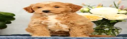 Mini Goldendoodle dogs for sale: Onyx - Ad 1