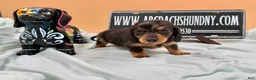 Miniature Dachshund dogs for sale: Russian AKC dapple Lh girl - Ad 5