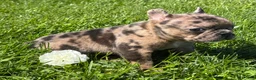 Frenchton dogs for sale: Coconut  - Ad 7