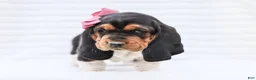 Basset Hound dogs for sale: Ellie Purebred Basset Hound Pup - Ad 3