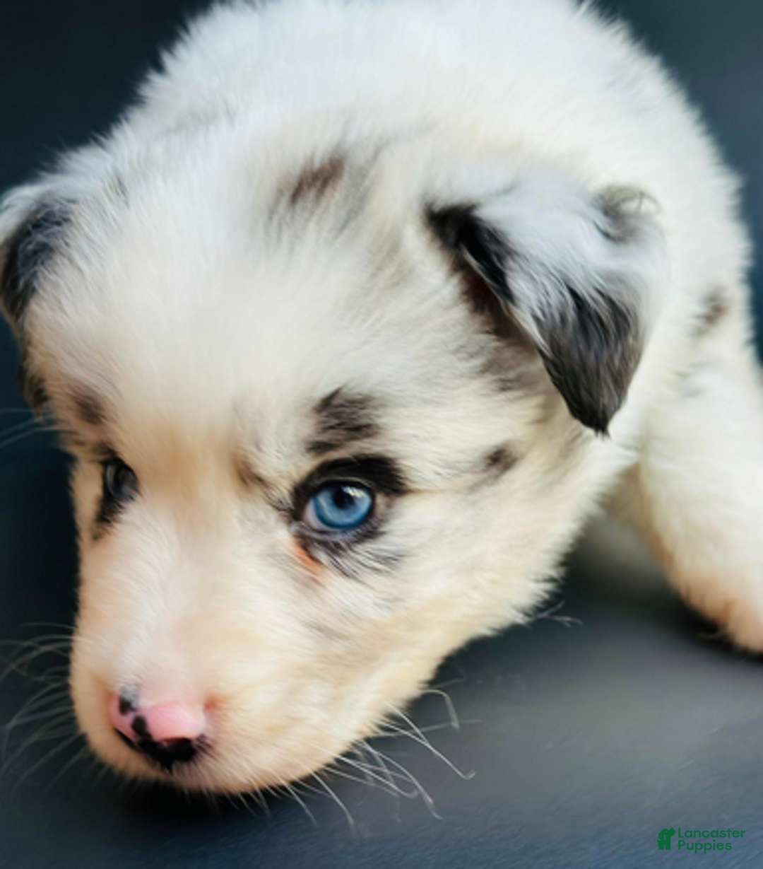 Mixed Breed dogs for sale: Chewy - Ad 3