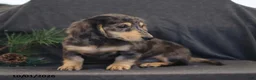 Miniature Dachshund dogs for sale: Venus - Ad 5
