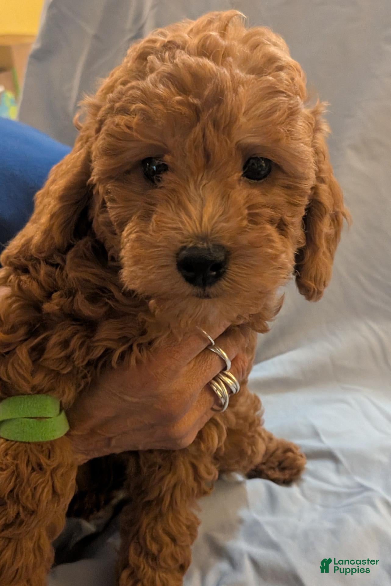 Toy Poodle dogs for sale: Toy Poodle 2 - Ad 33