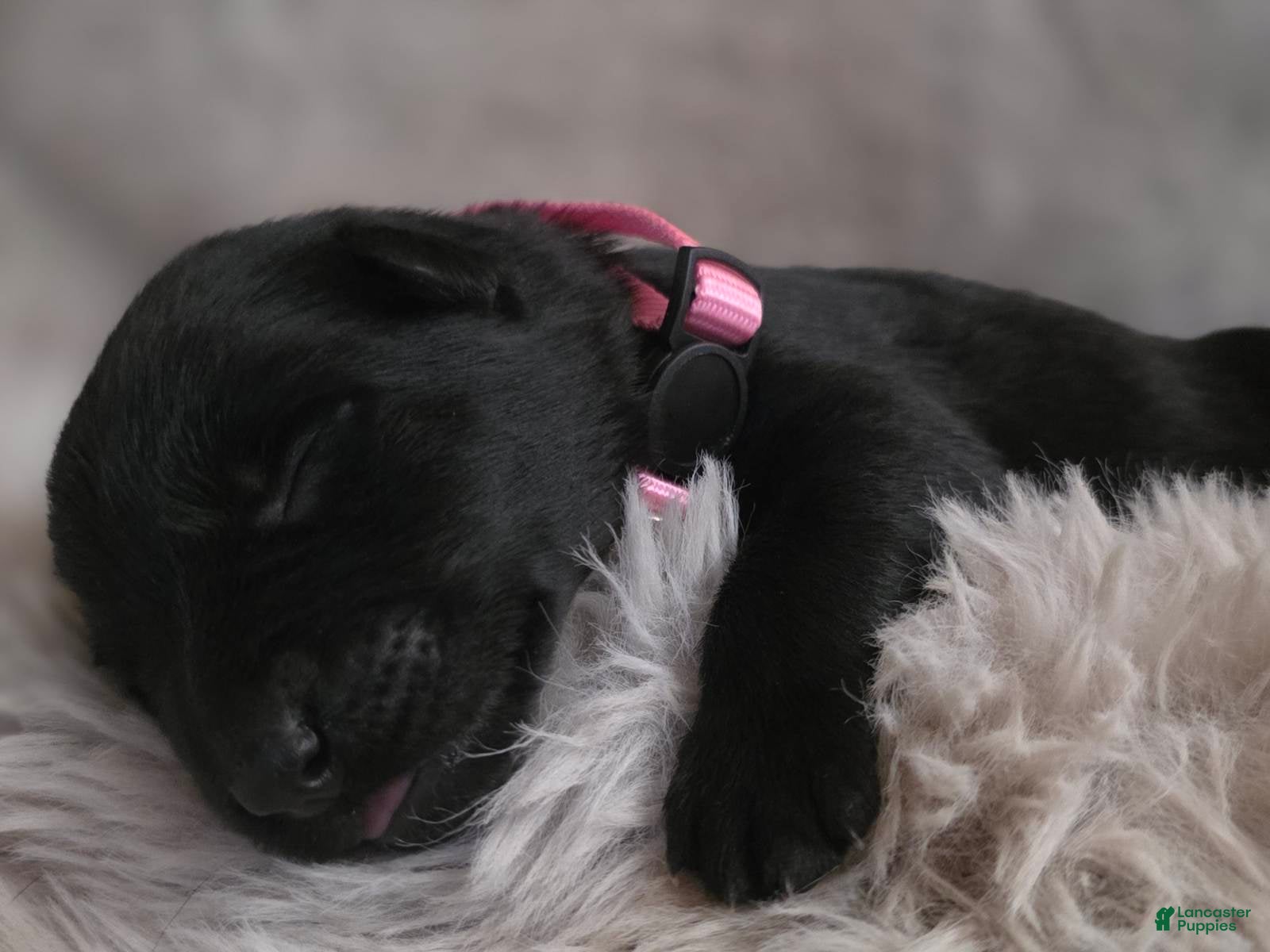 German Shepherd dogs Girl (Pink) - Ad 29
