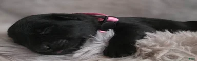 Girl (Pink)