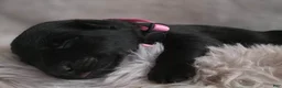 German Shepherd dogs for sale: Girl (Pink) - Ad 1