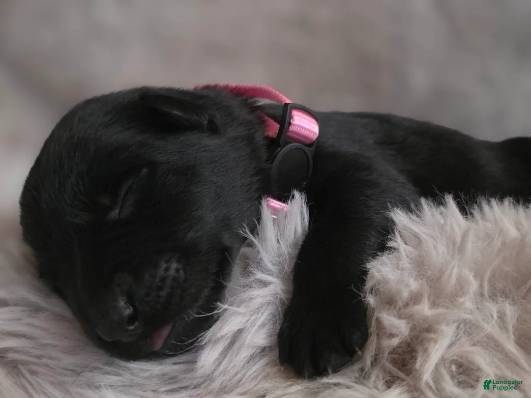 German Shepherd dogs for sale: Girl (Pink) - Ad 1