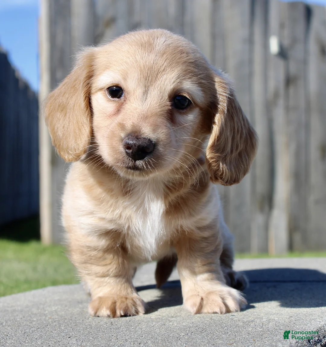 Miniature Dachshund dogs for sale: Zalena - Ad 2