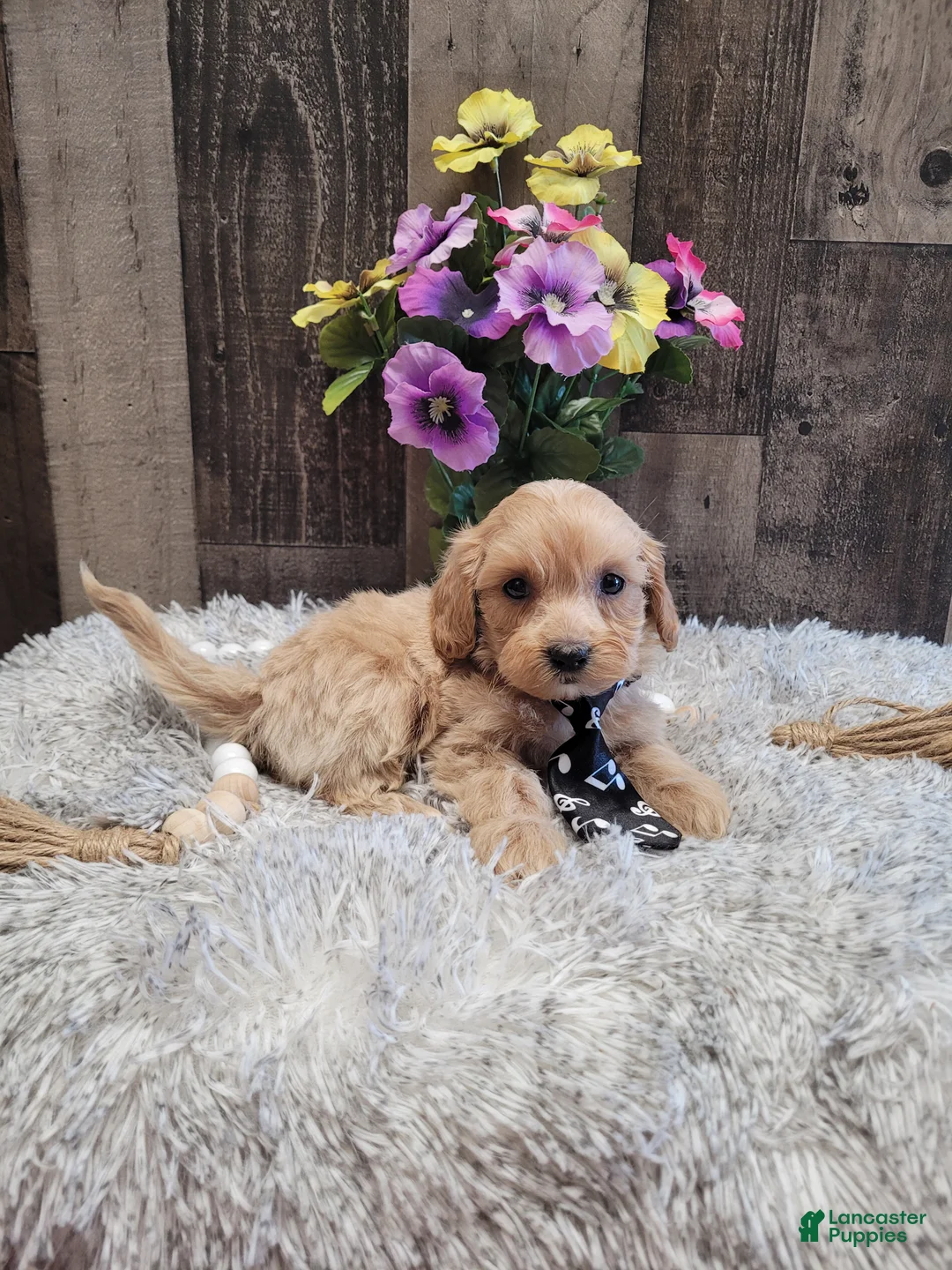 Mixed Breed dogs for sale: Harry - Ad 5