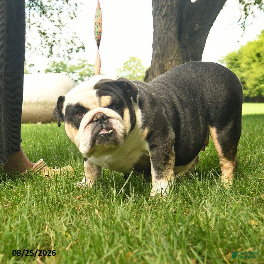 English Bulldog dogs Sadie Mae  - Ad 2