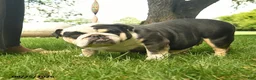 English Bulldog dogs for sale: Sadie Mae  - Ad 2