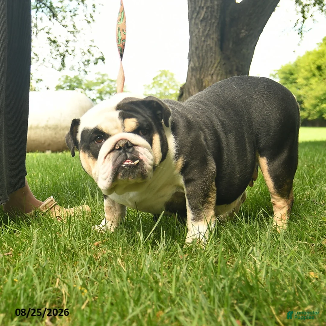 English Bulldog dogs for sale: Sadie Mae  - Ad 2