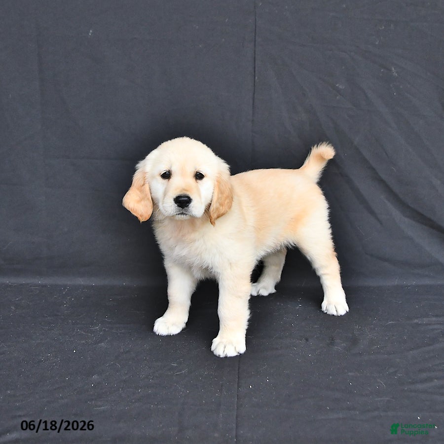 Golden Retriever dogs Jazmin - Ad 2