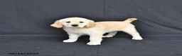 Golden Retriever dogs for sale: Jazmin - Ad 2