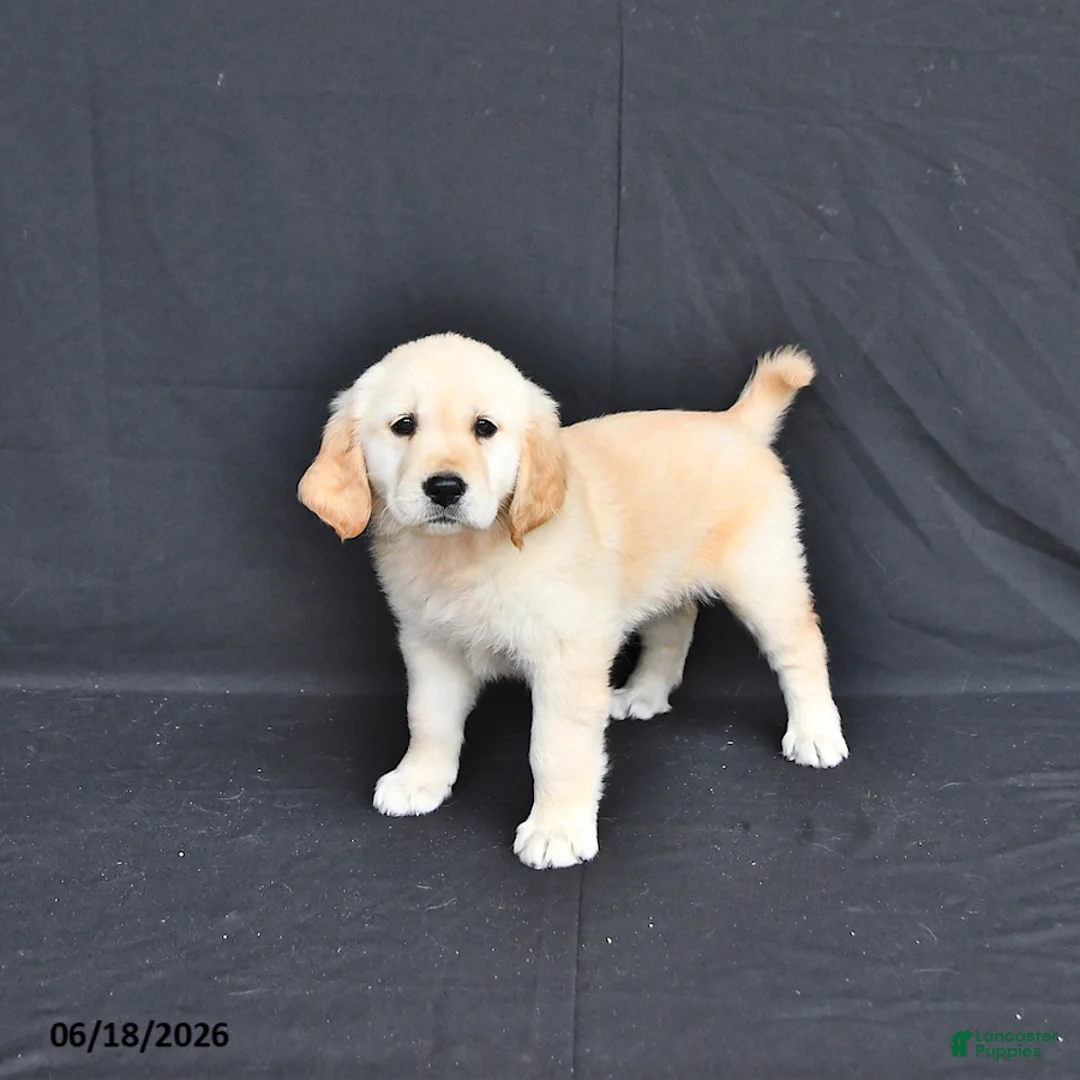 Golden Retriever dogs for sale: Jazmin - Ad 2