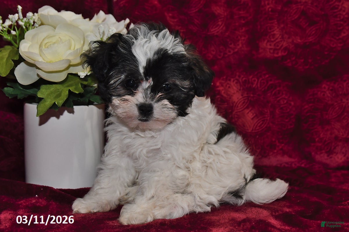 Maltipoo dogs Lily - Ad 2