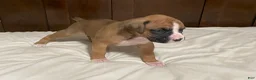 Boxer dogs for sale: Milo - Ad 2