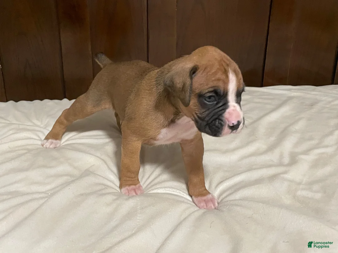 Boxer dogs for sale: Milo - Ad 2