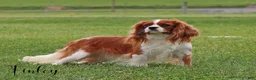 Cockalier dogs for sale: Crackers - Ad 5