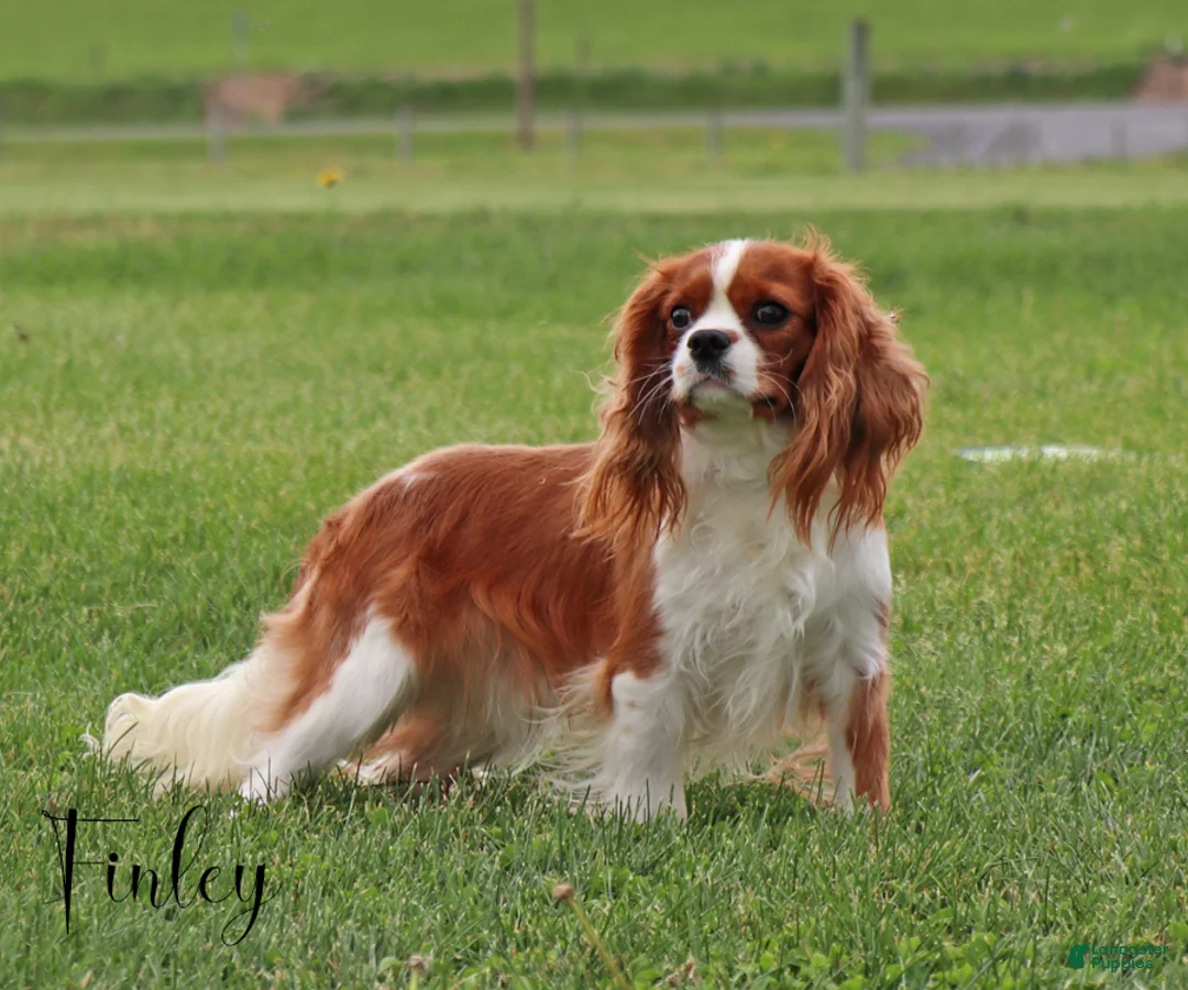 Cockalier dogs for sale: Crackers - Ad 5
