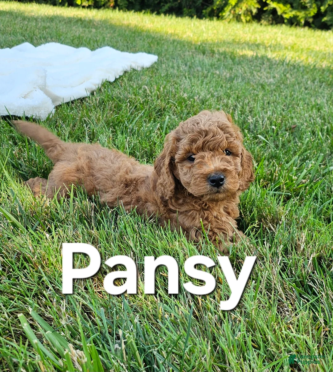 Mini Goldendoodle dogs for sale: Mini Goldendoodle 5 - Ad 1