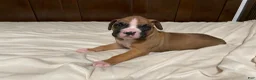 Boxer dogs for sale: Milo - Ad 10