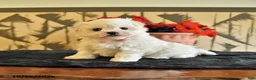 Maltese dogs for sale: Amy - Ad 3