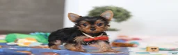 Yorkshire Terrier dogs for sale: Connor - Ad 5