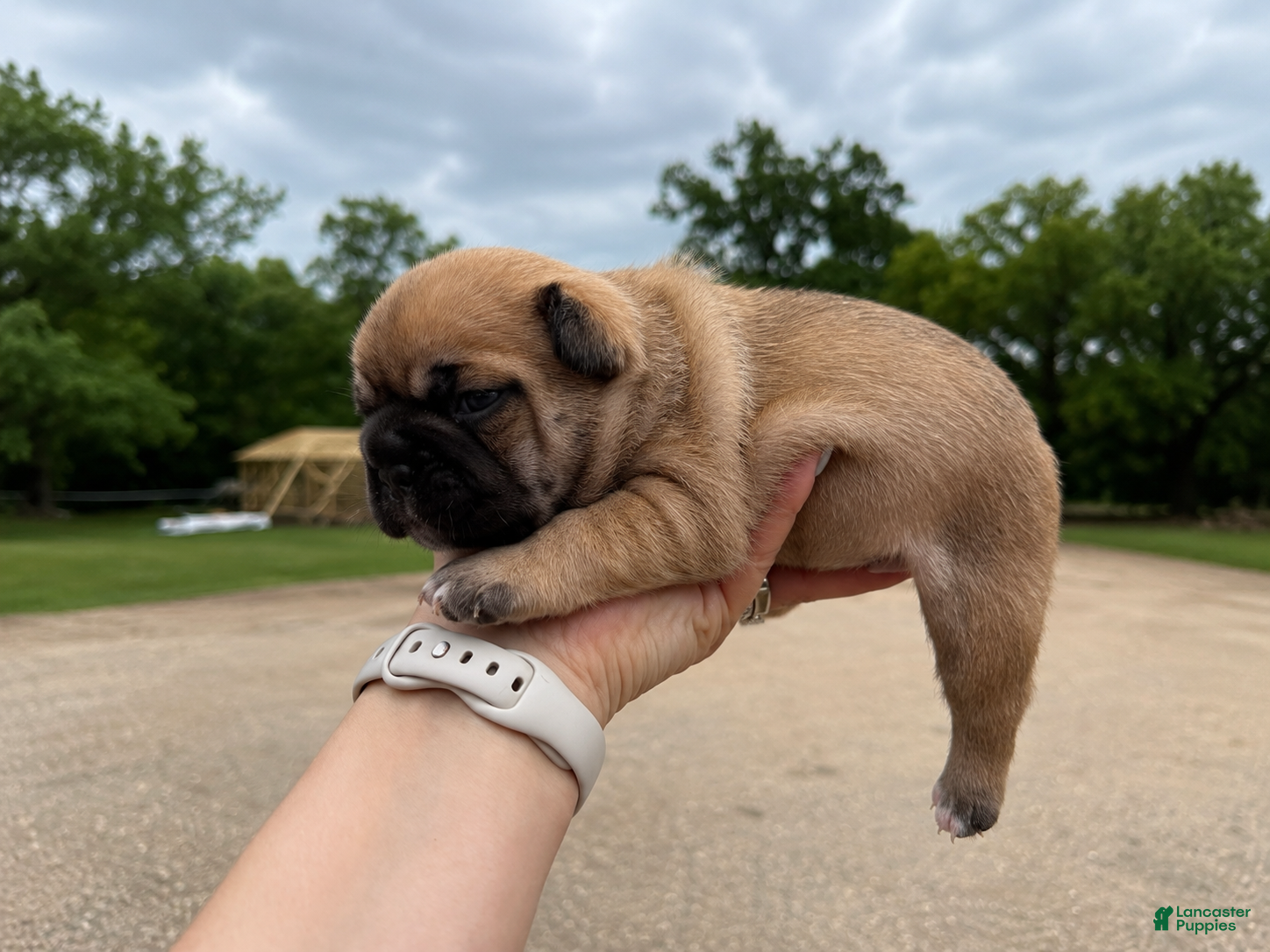 French Bulldog dogs French Bulldog Puppy 1 - Ad 2