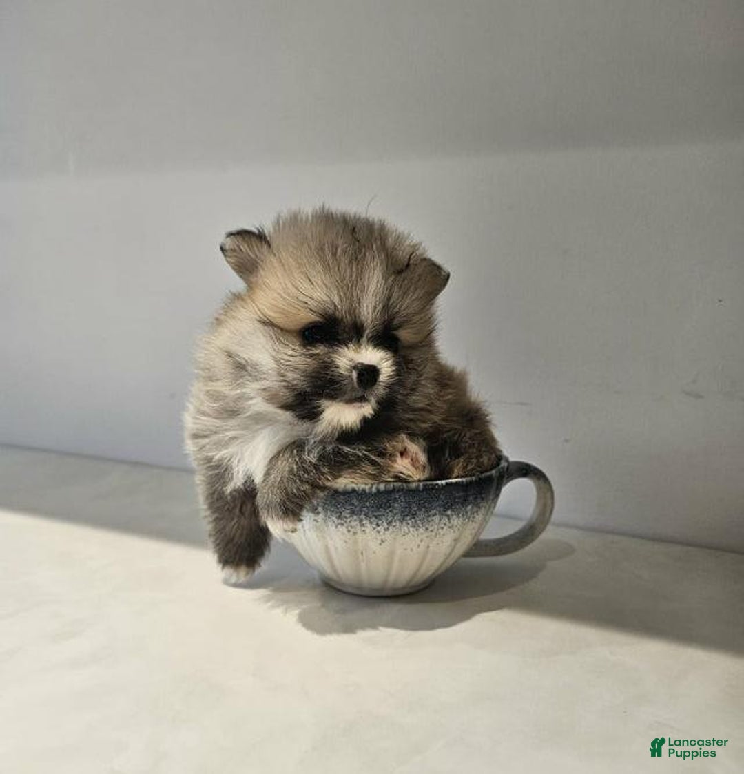 Pomeranian dogs for sale: Rafa - Ad 5