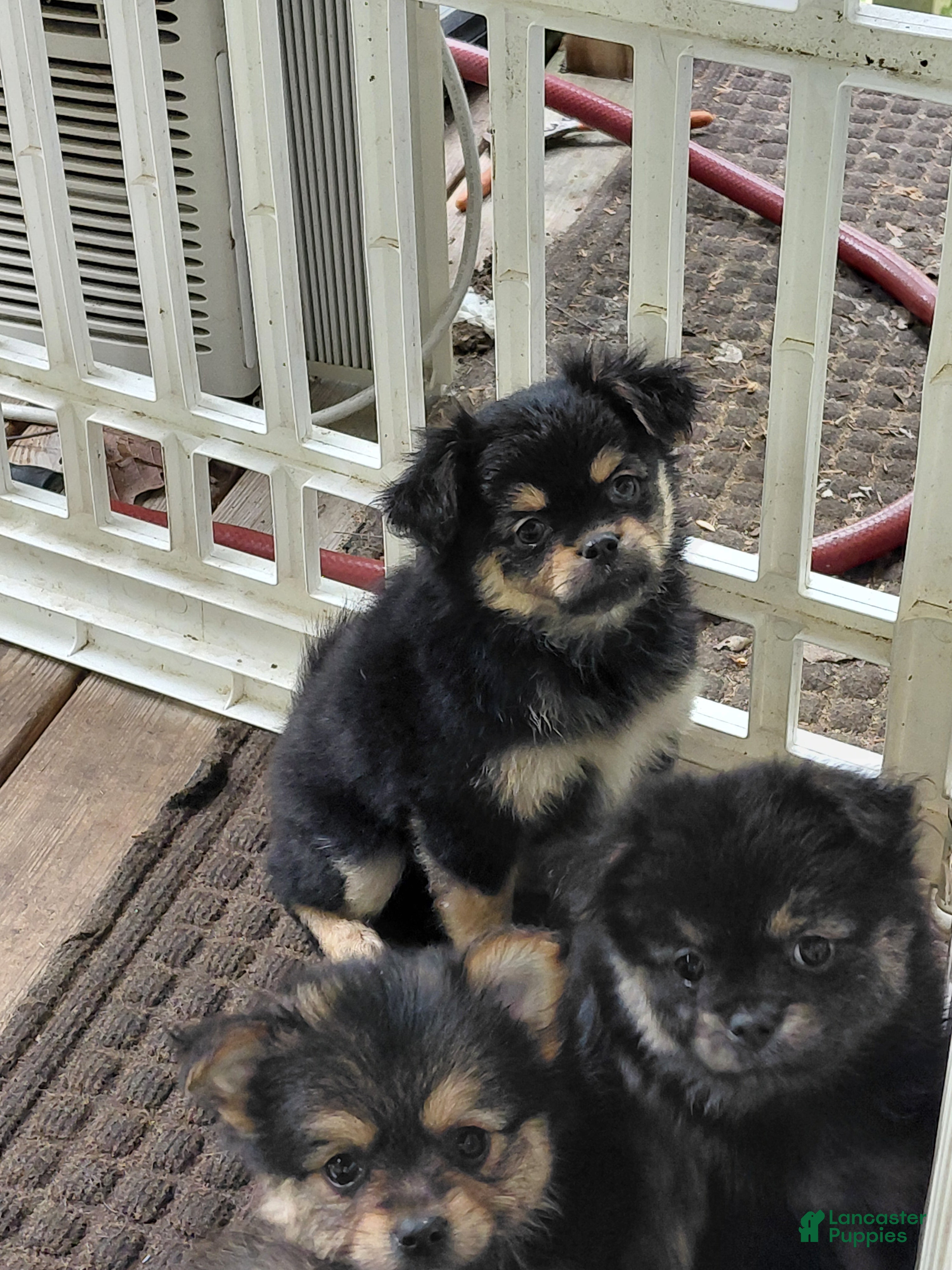 Mixed Breed dogs Paul Revere - Ad 1