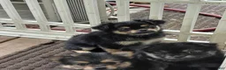 Mixed Breed dogs for sale: Paul Revere - Ad 1