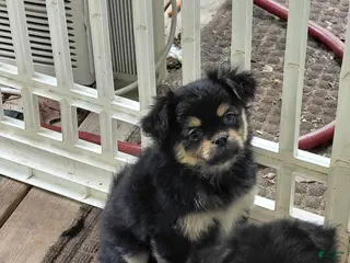Mixed Breed dogs for sale: Paul Revere - Ad 3