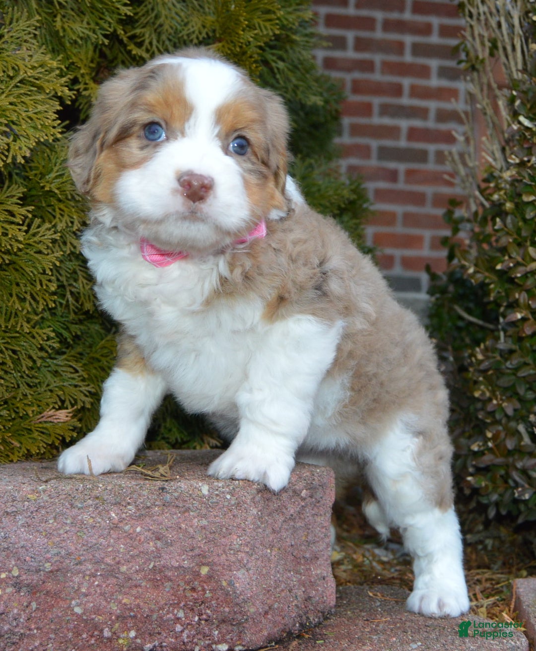 Mini Aussiedoodle dogs for sale: Mini Angel - Ad 15