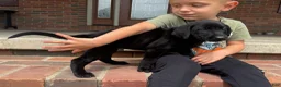 Labrador Retriever dogs for sale: Duke - Ad 3
