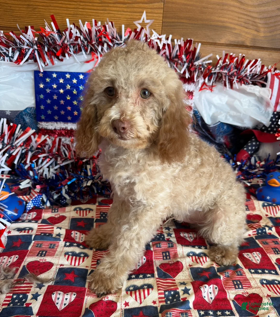 Cockapoo dogs for sale: Bear - Ad 2